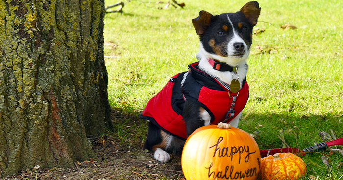 Trick and 2025 treat dog training